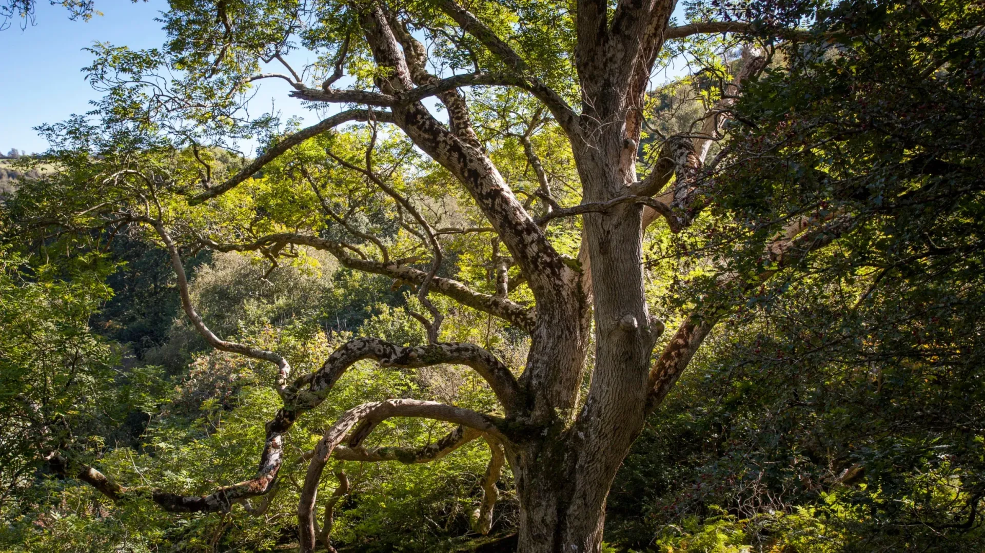 Ash dieback inspections