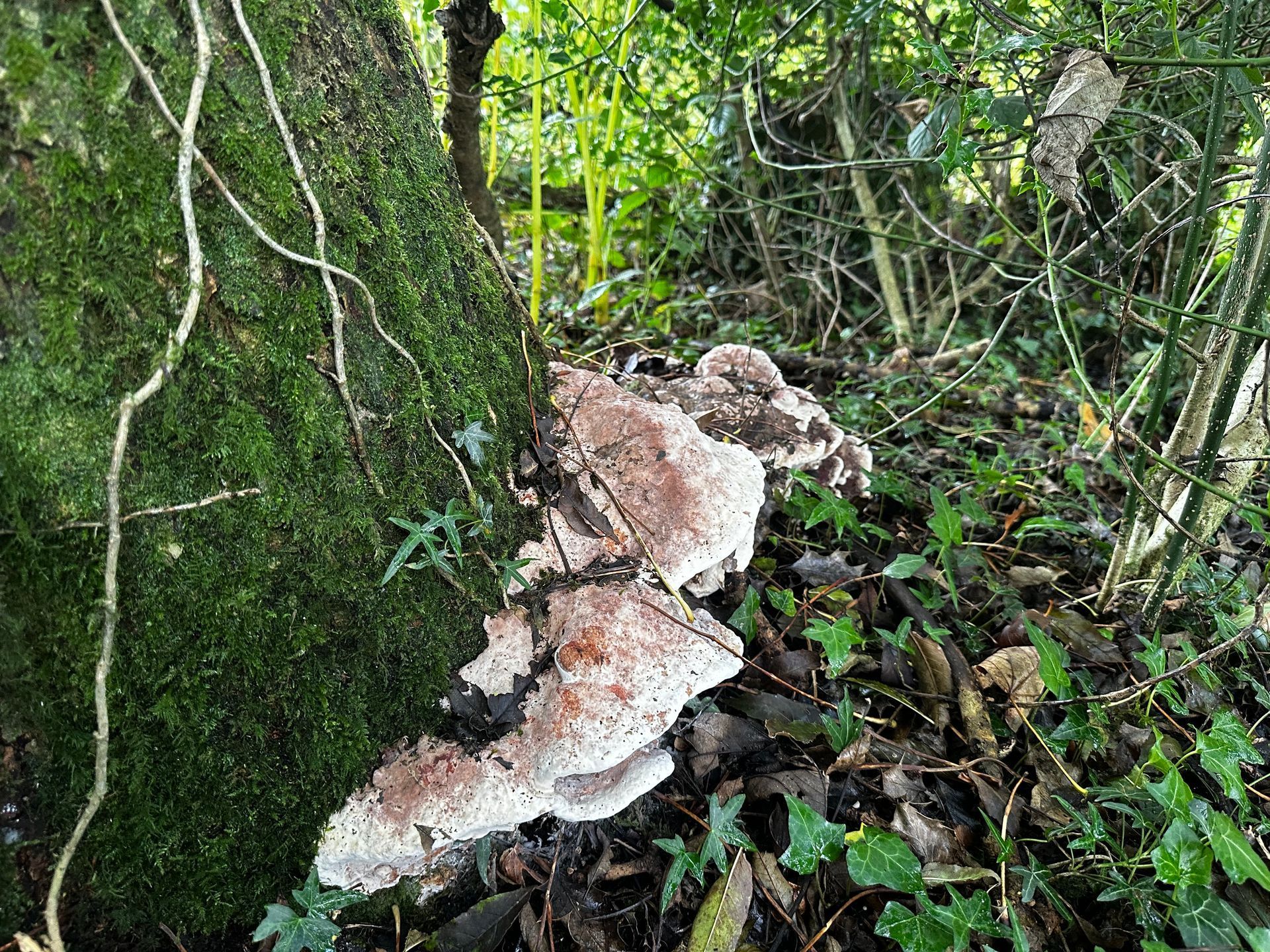 Fungal fruiting bodies