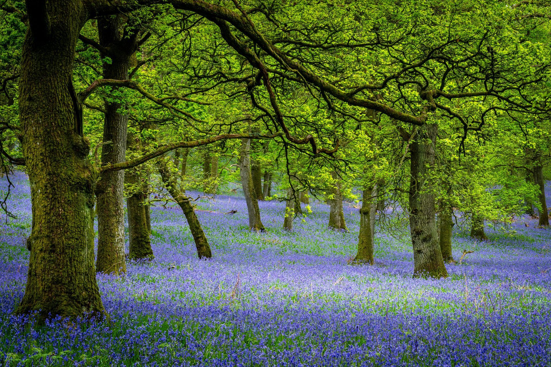 Internal Tree Inspections