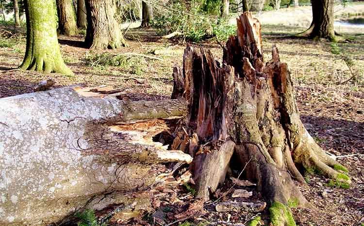 Weakened wood