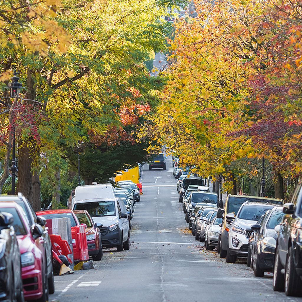 Sustainable Tree Care