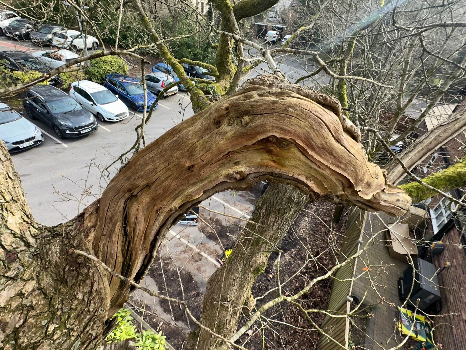 Tree Climbing Assessments