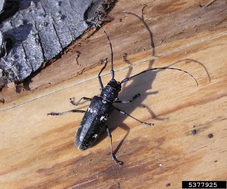 Insects