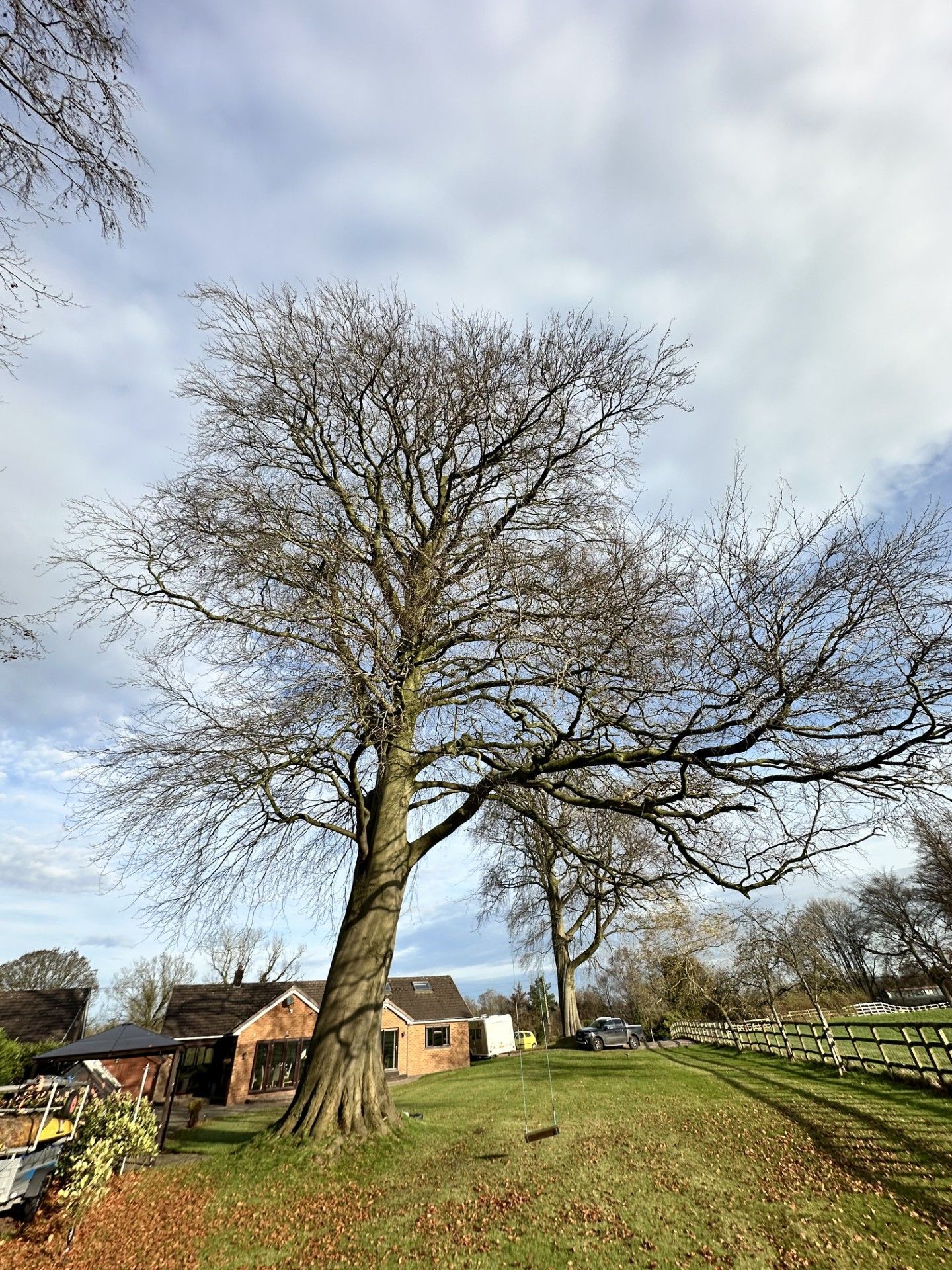 Beech tree