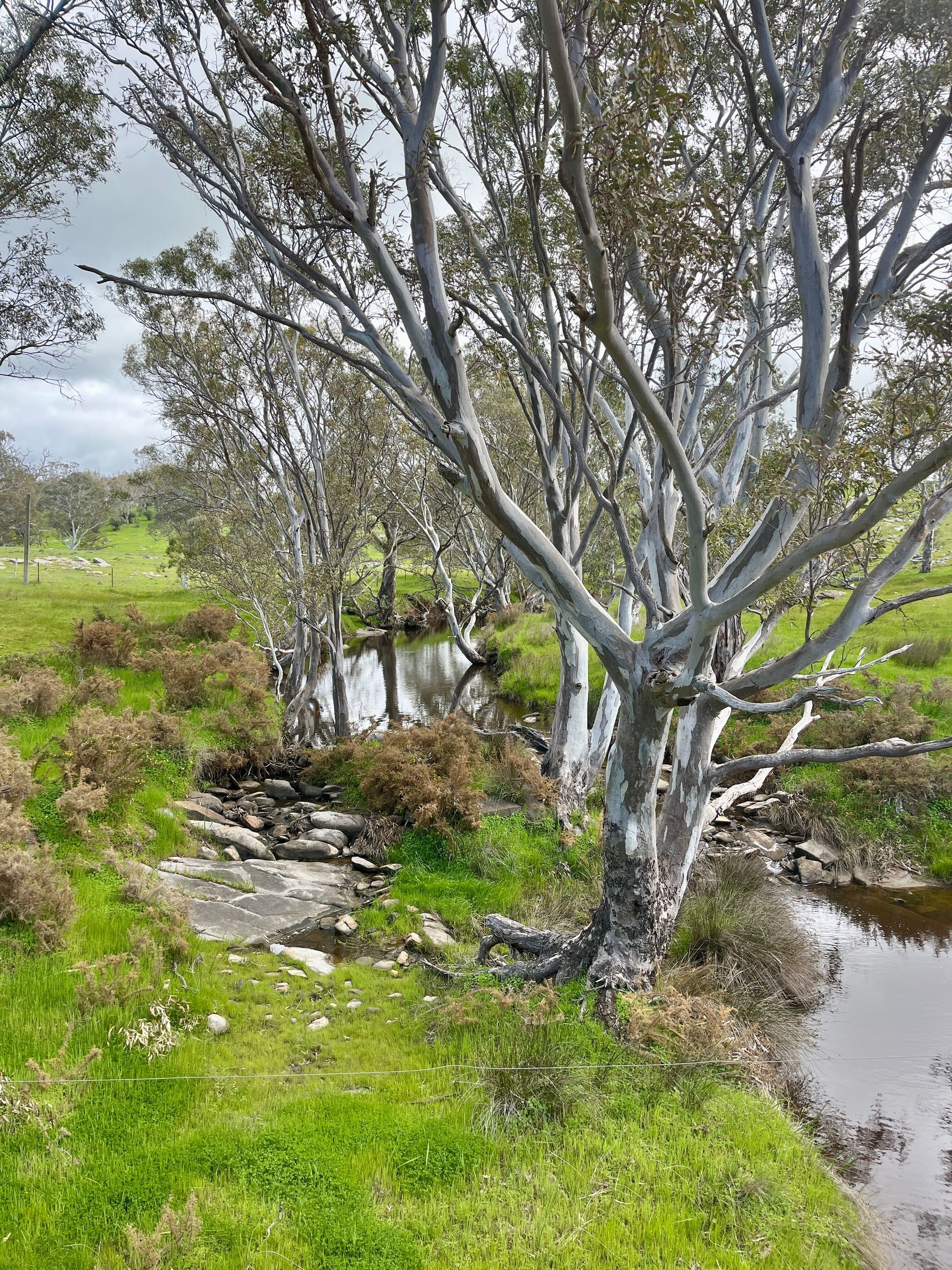 Trees with white trunks line a small stream in a grassy field. Cloudy sky.