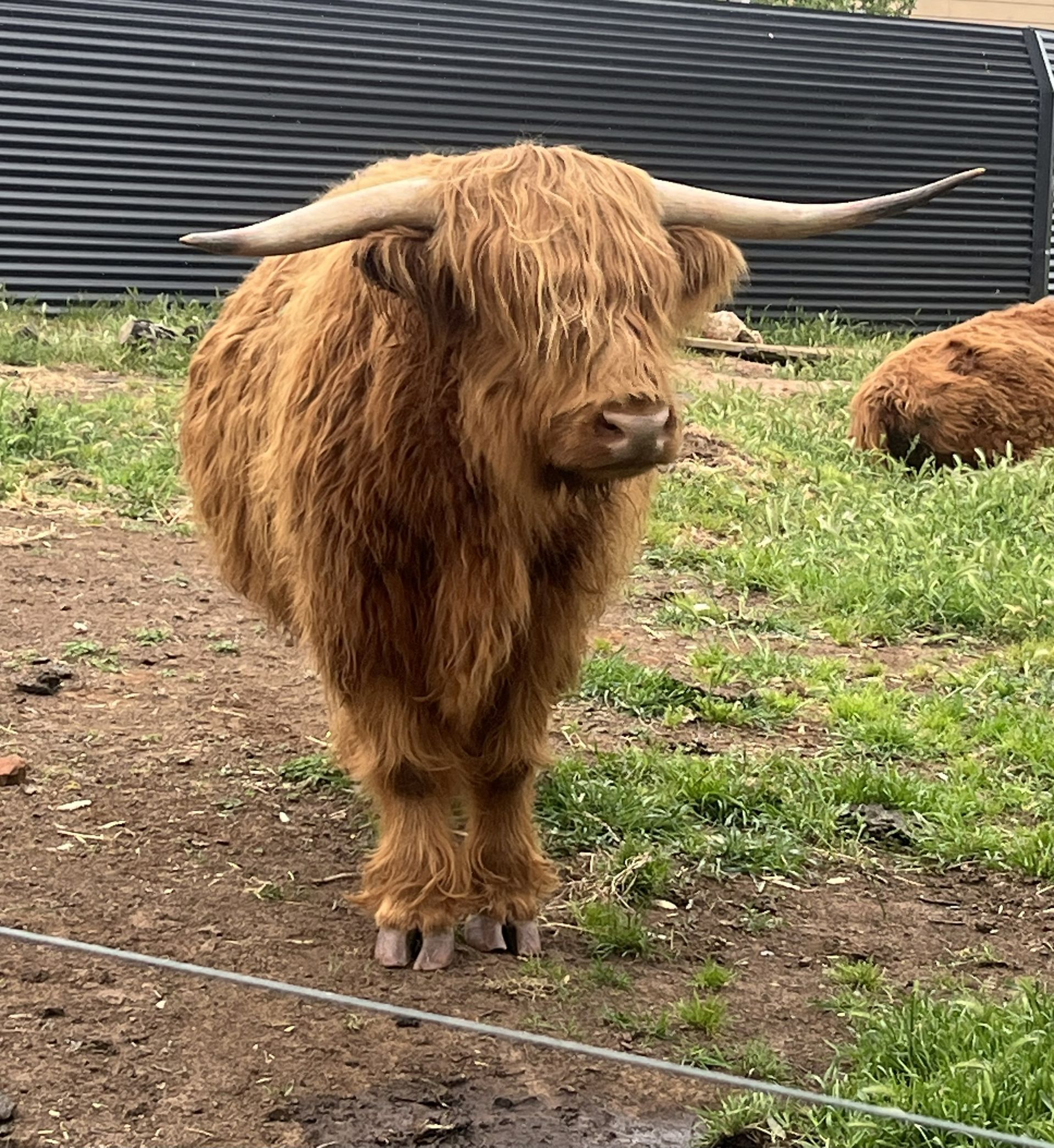 Highland cow with long horns and shaggy brown fur stands in a grassy field.