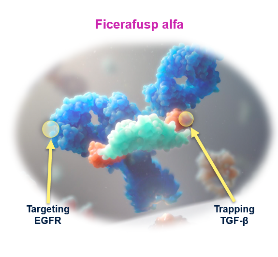 Targeting EGFR Infographic