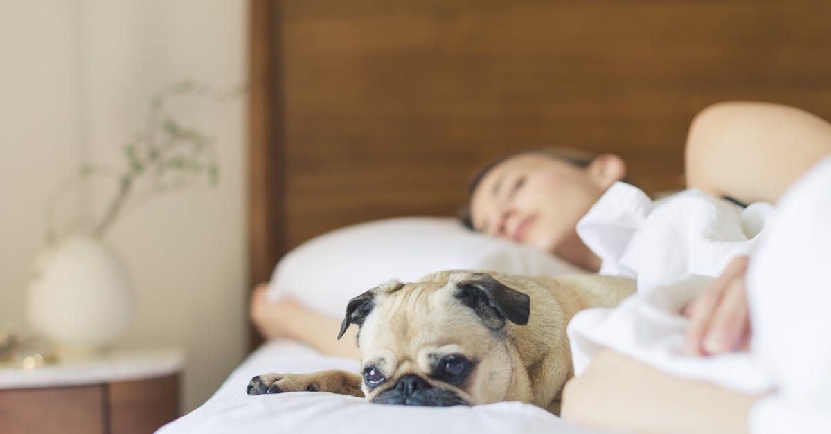 A pug dog at the end of the bed while his owner sleeps in the background