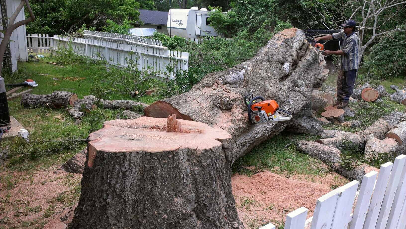 Astros Tree Service TX - Everything You Need to Know about Tree Stump Removal