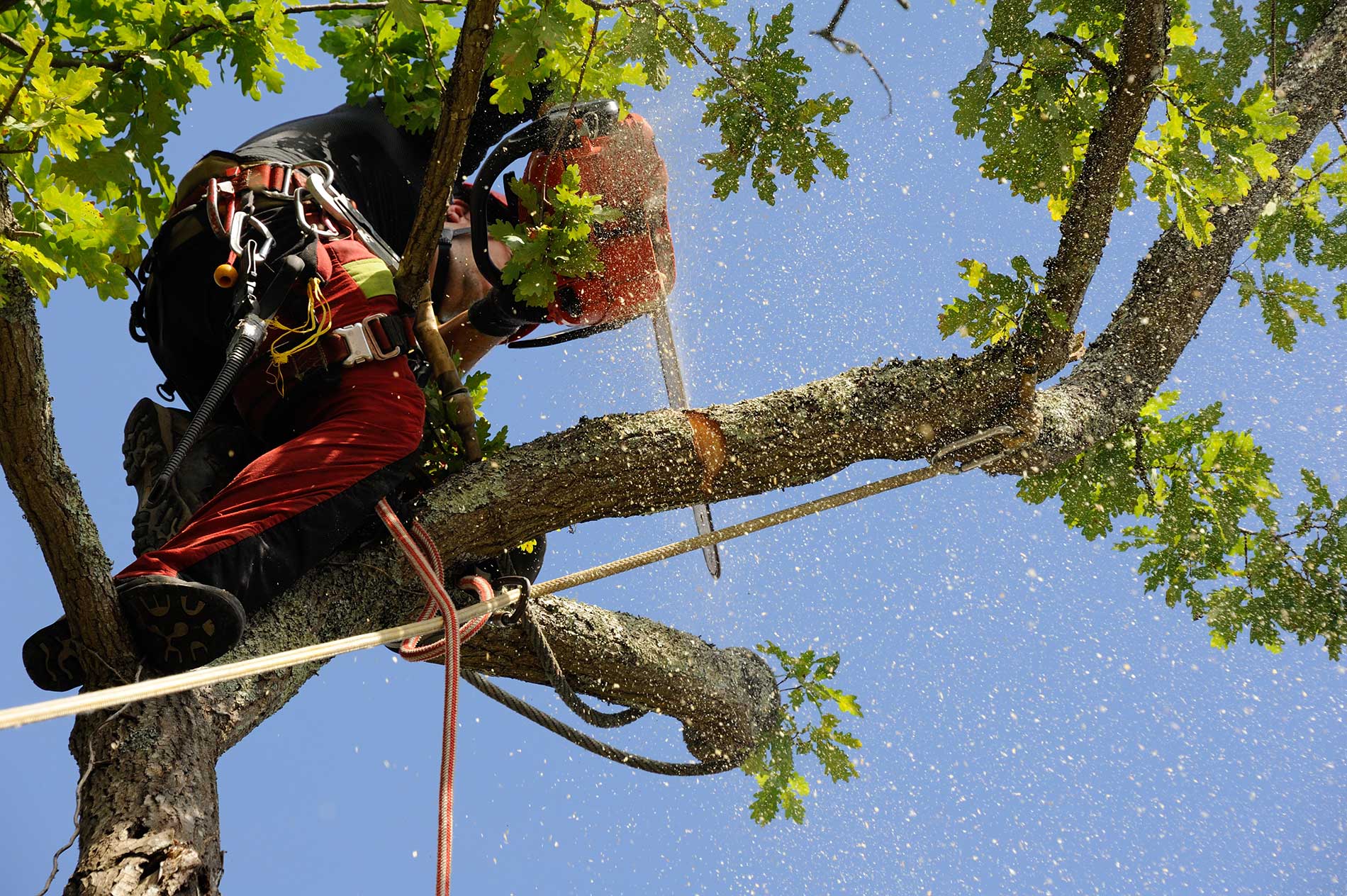 Дерево сценка. Tree Video.