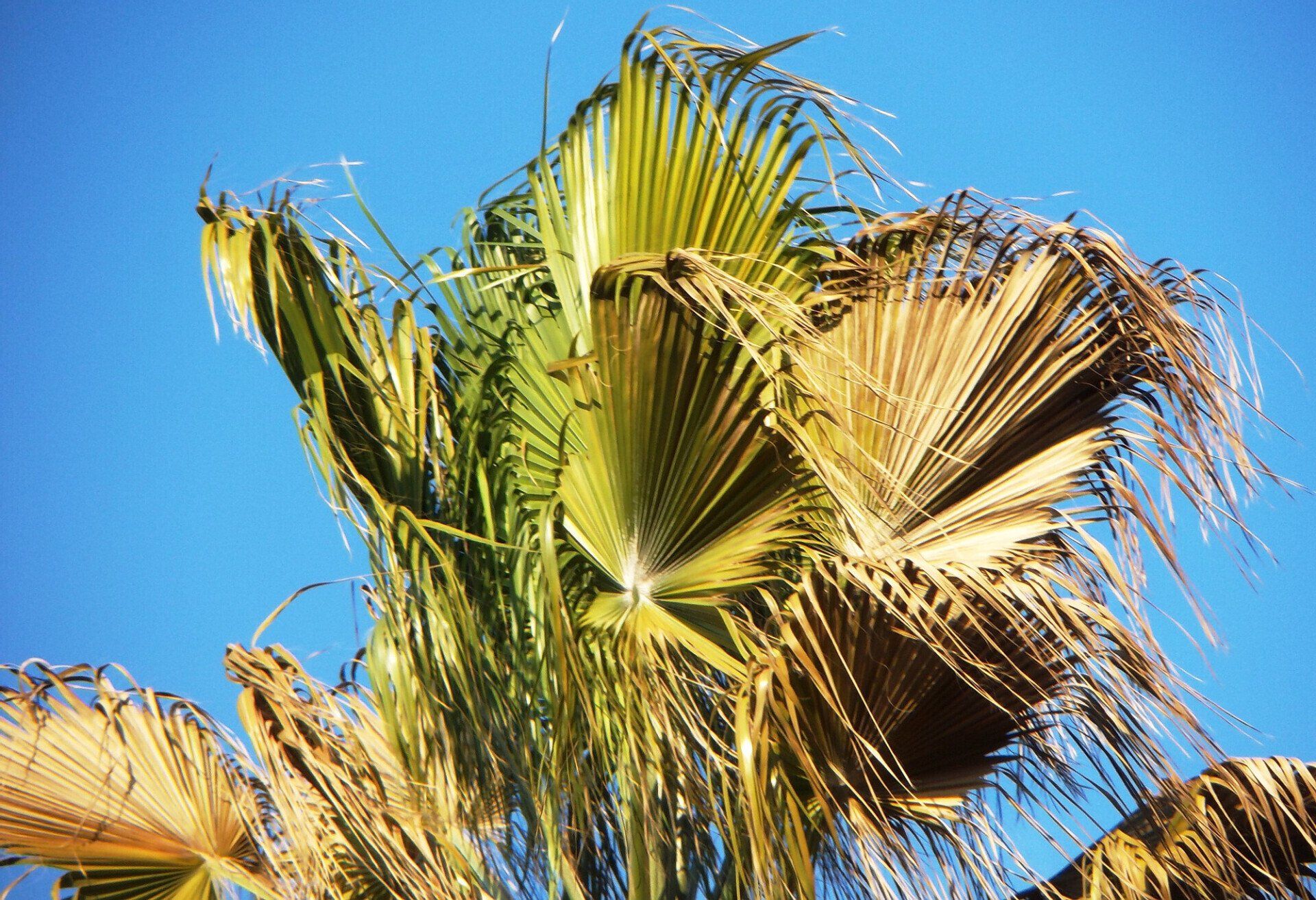 Professional Tree Service in Cleveland, TX | Astros Tree Service