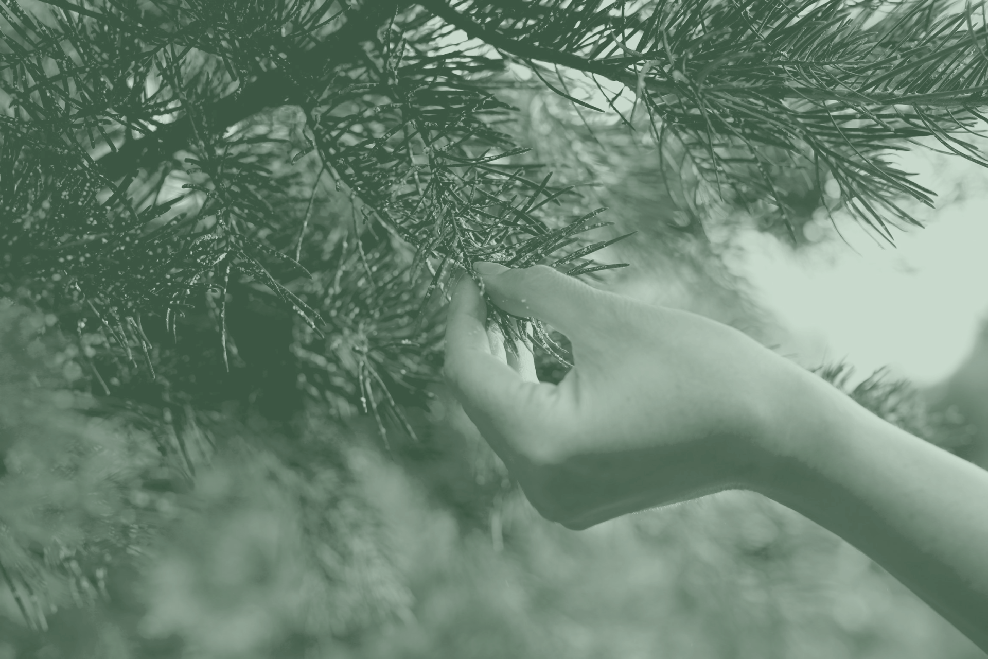 Une personne tient une pomme de pin dans sa main.