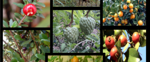 Mosaico de fotos com frutas