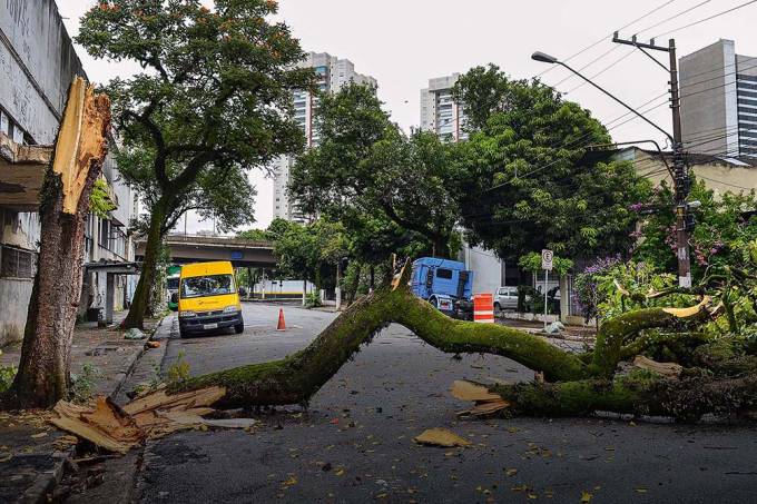 Queda de árvore caída na rua devido a chuvas de verão