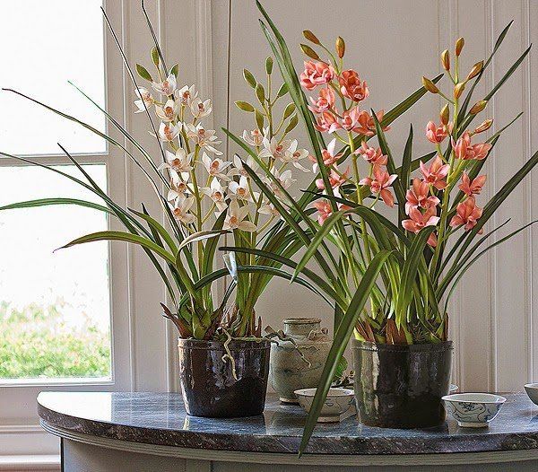 Cultivo de Orquídeas