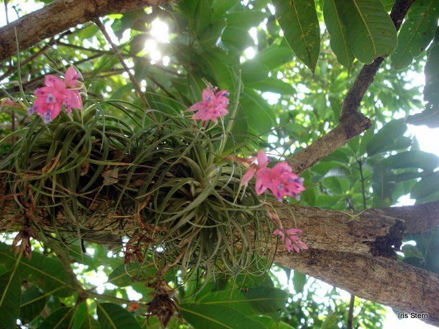 Tronco De Árvore Na Floresta Em Um Dia De Verão. Bushes E Flores