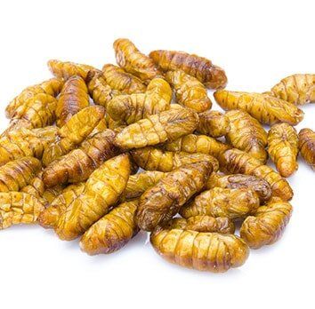 Insect exterminator — roach in Fayetteville, GA