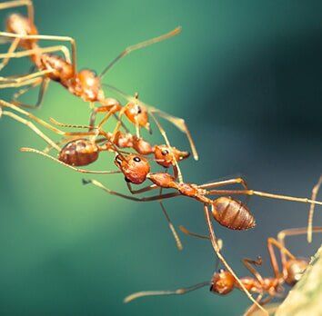 Bug control — Fly in Fayetteville, GA