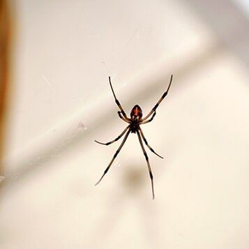 Pest control exterminator — Spider in Fayetteville, GA