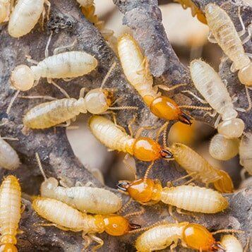Termite pest control — Termite in Fayetteville, GA