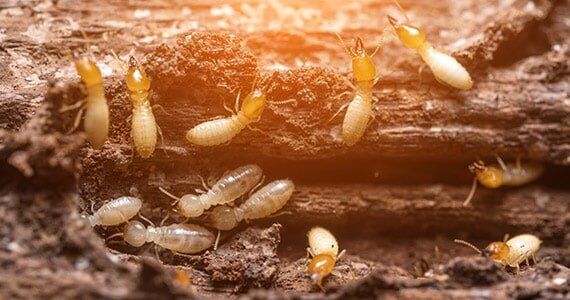 Expert termite control services in Fayetteville, GA