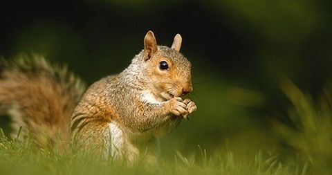 Wildlife removal — Squirrel in Fayetteville, GA