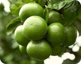 produção Limão