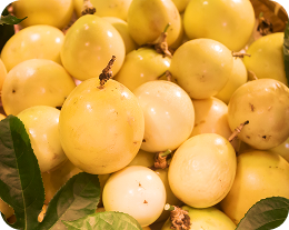 produção Maracujá