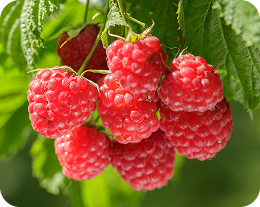 produção Pink - Framboesa