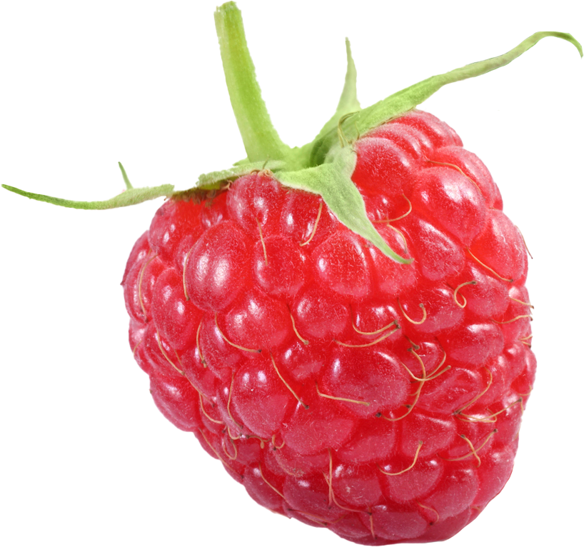 Uma única framboesa com um caule verde em um fundo branco