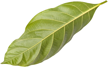 Uma folha verde com um caule amarelo em um fundo branco