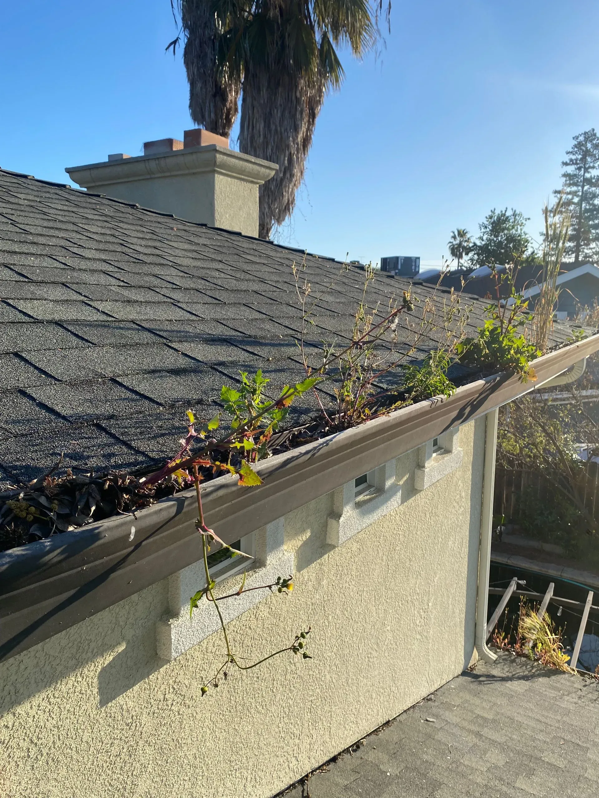 A gutter on the side of a house with a palm tree in the background.