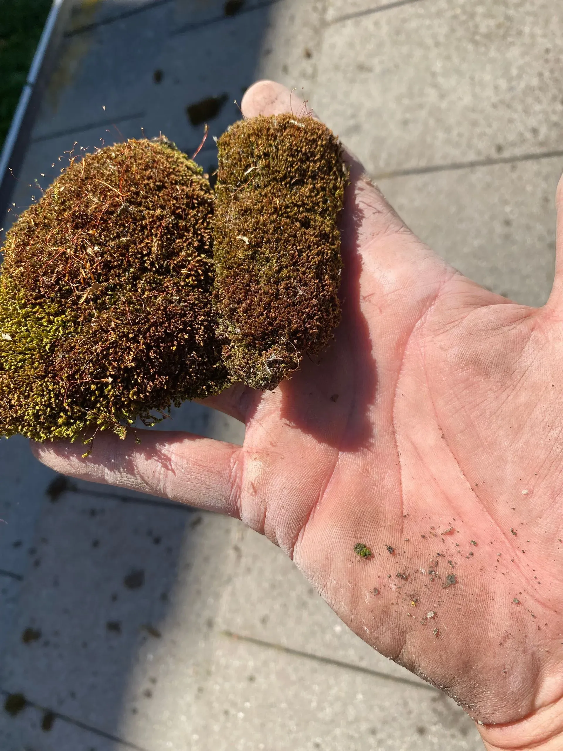 A person is holding a piece of moss in their hand
