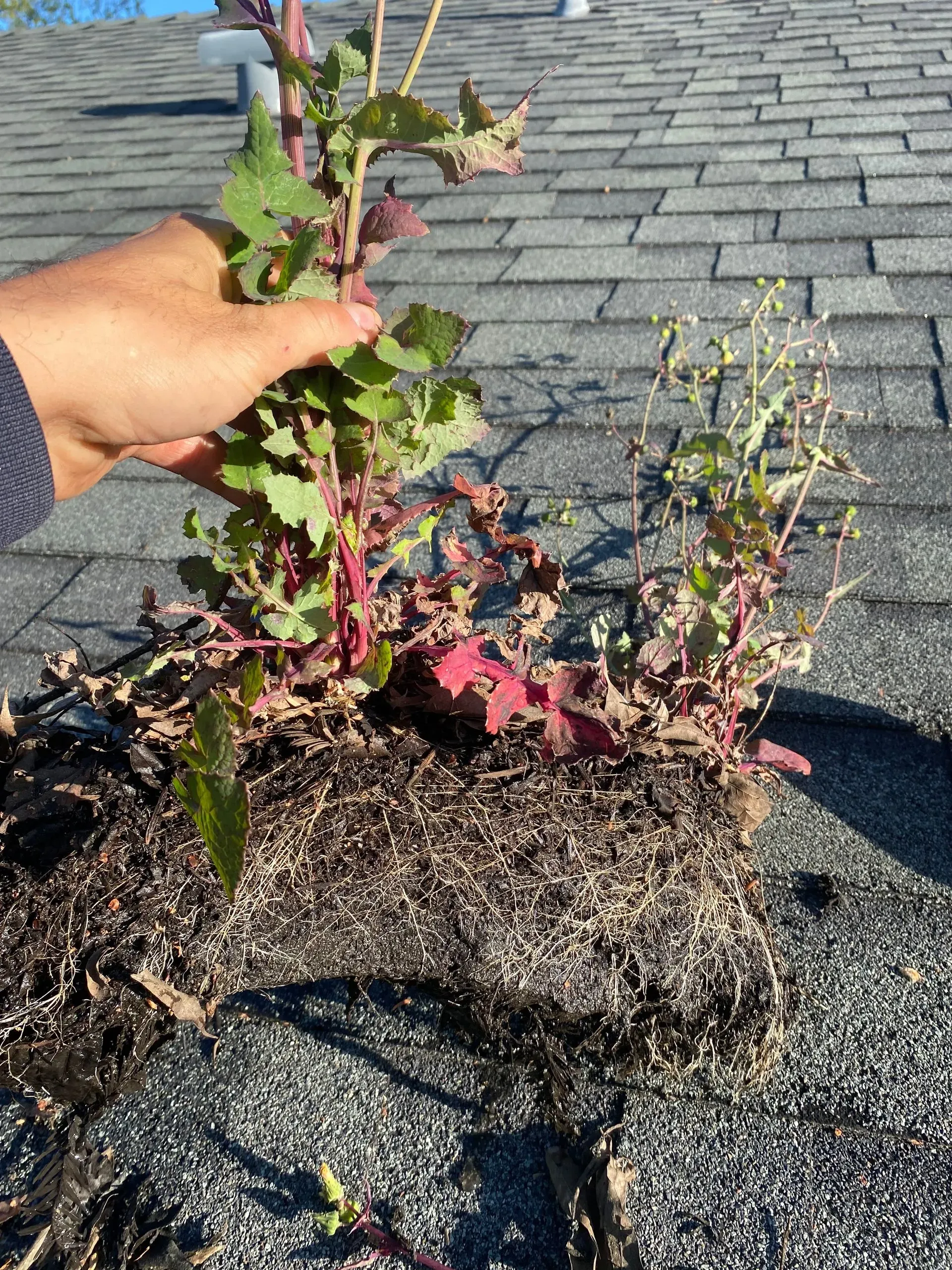 A person is holding a plant that is growing out of the ground on a roof.