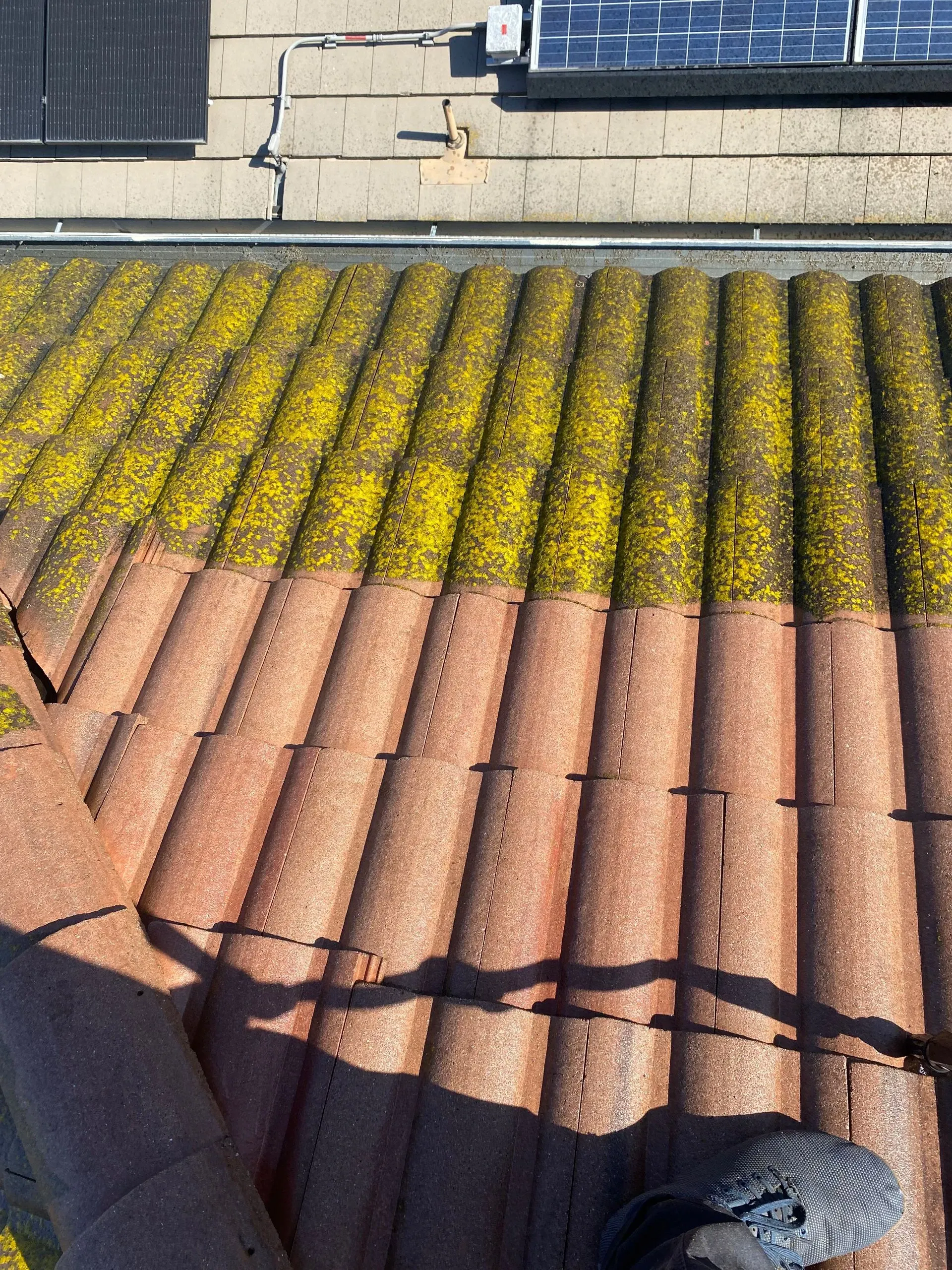 A roof with a lot of yellow moss on it