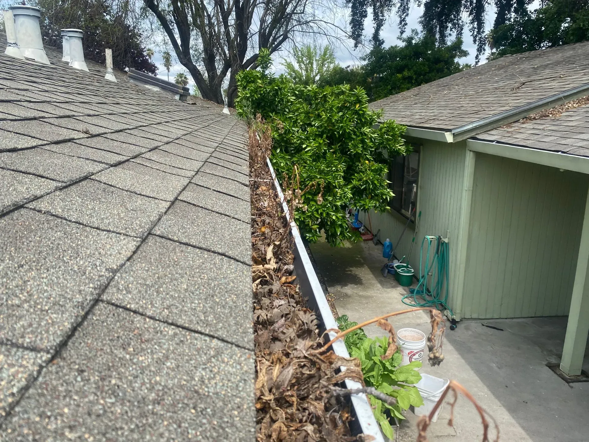 A house with a gutter filled with leaves next to a tree.