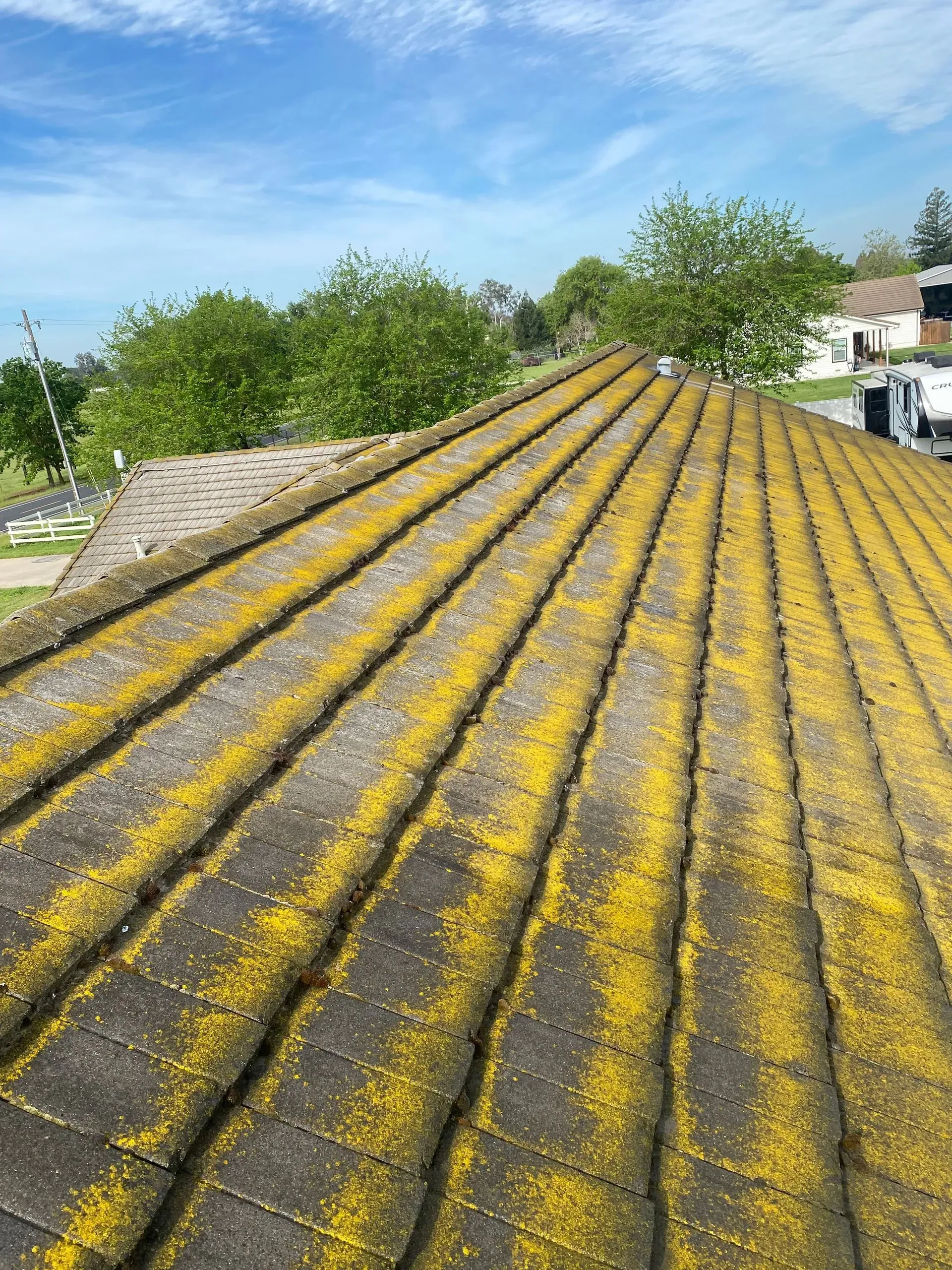 A roof with a lot of yellow moss on it.