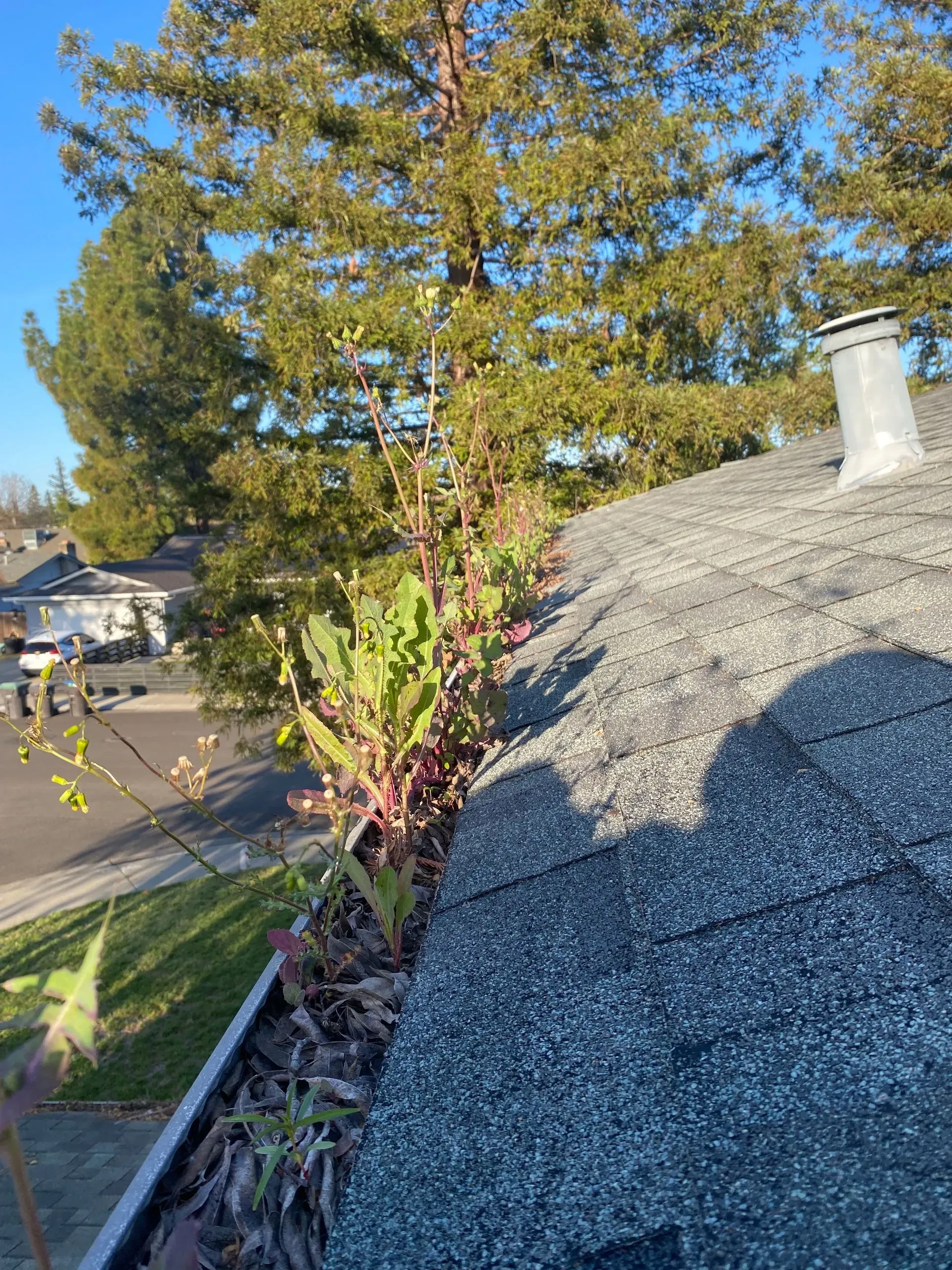 A tree is growing out of a gutter on a roof.