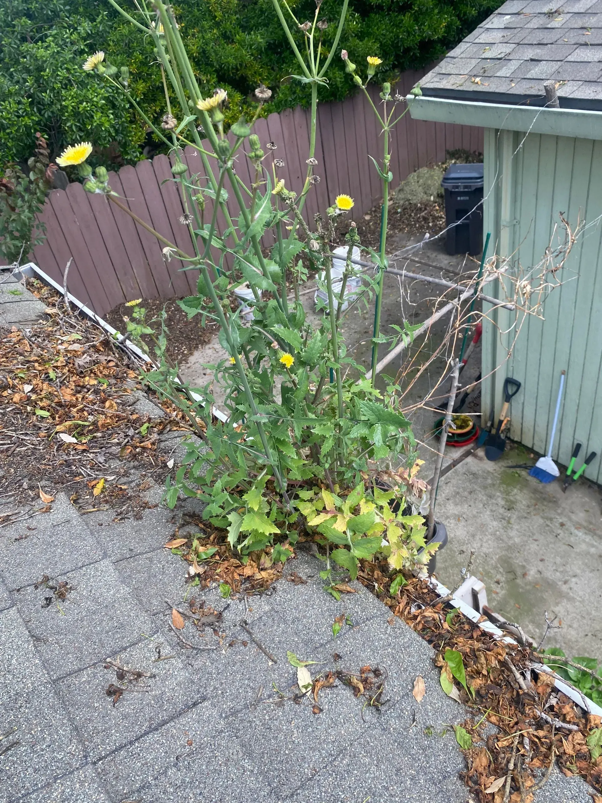 A plant with yellow flowers is growing on a roof next to a shed.