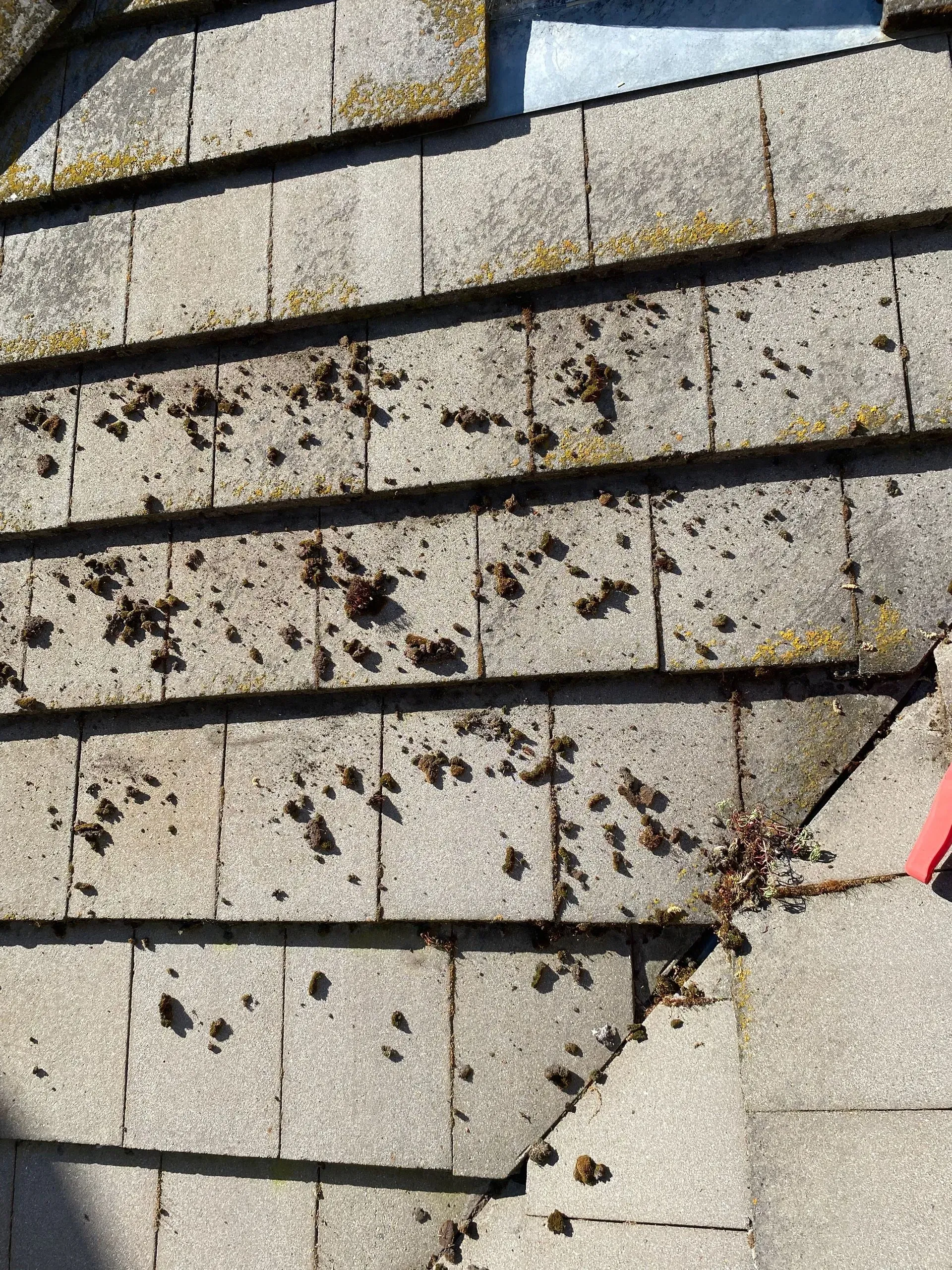 A close up of a roof with a lot of bugs on it