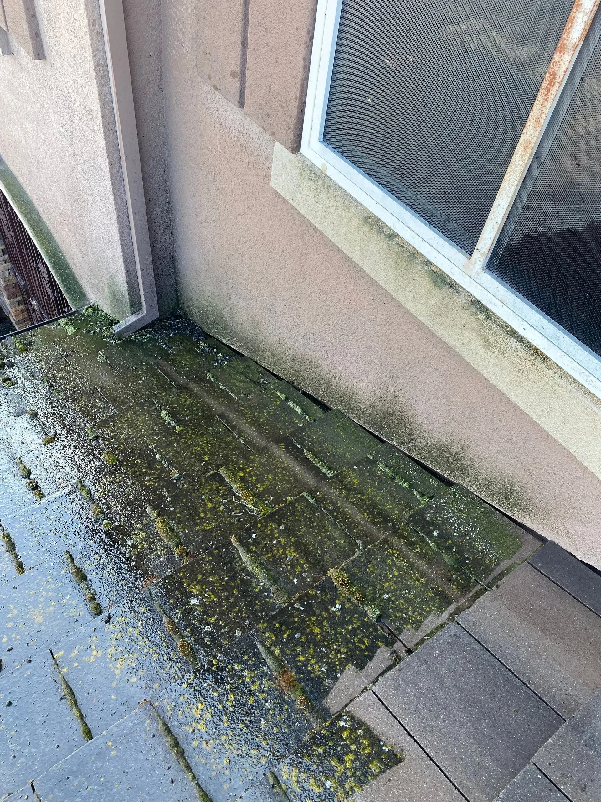 There is a lot of green algae on the side of a building.