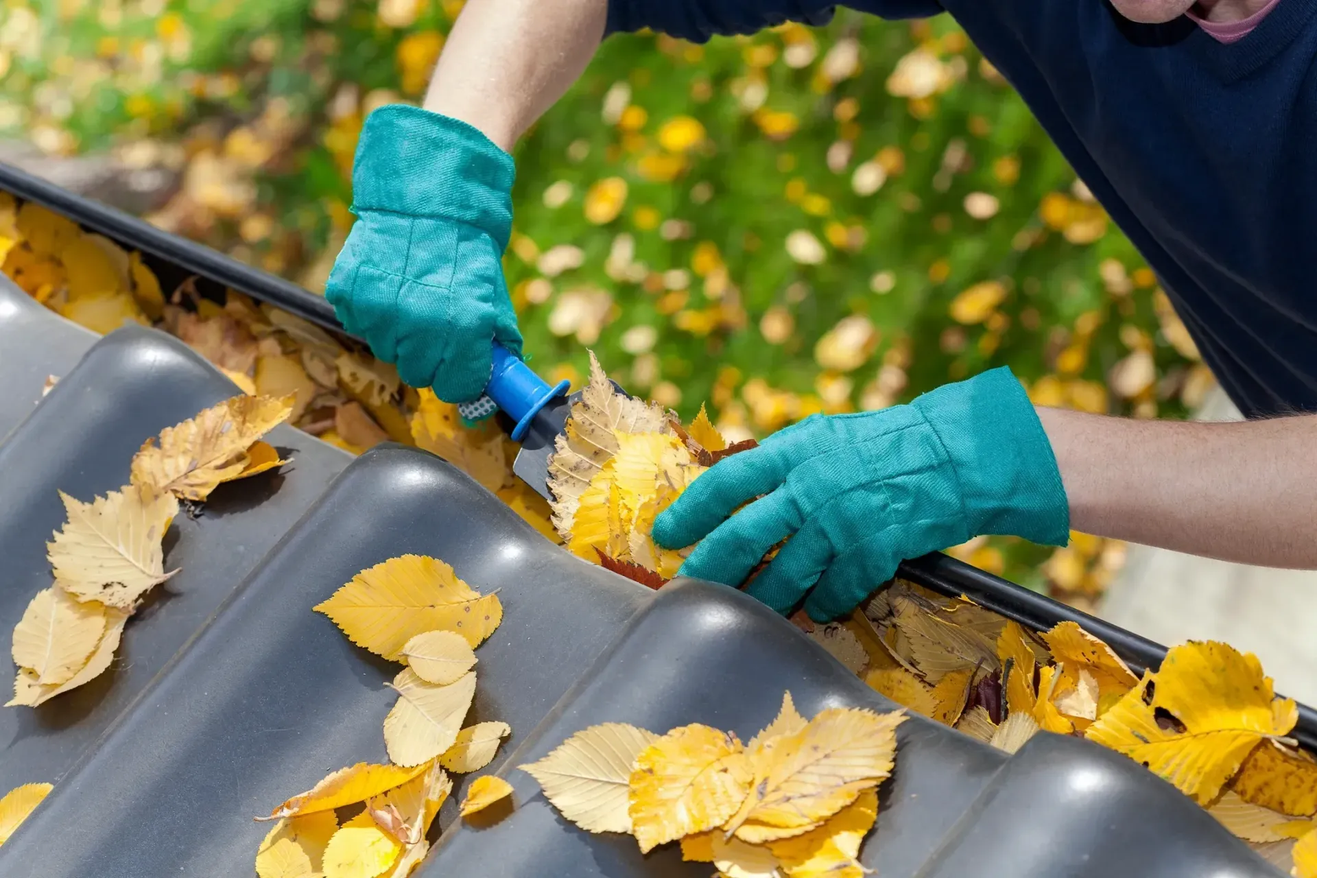 A person is cleaning a gutter of leaves on a roof.