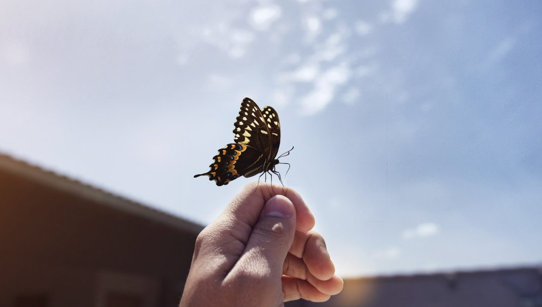 A person is holding a butterfly in their hand.