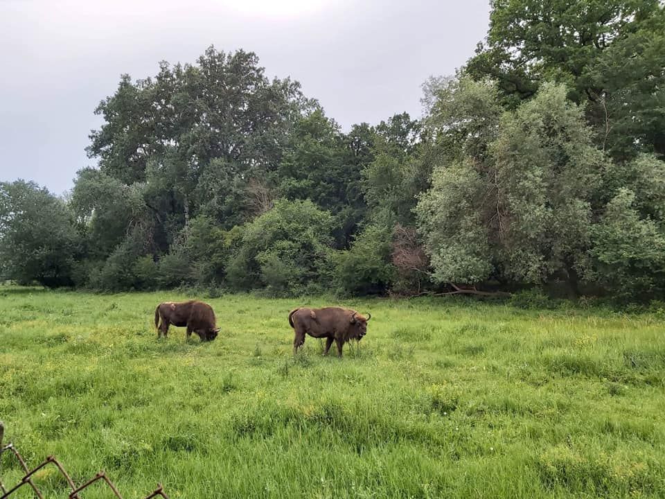 A visit to Padurea Domneasca Reserve