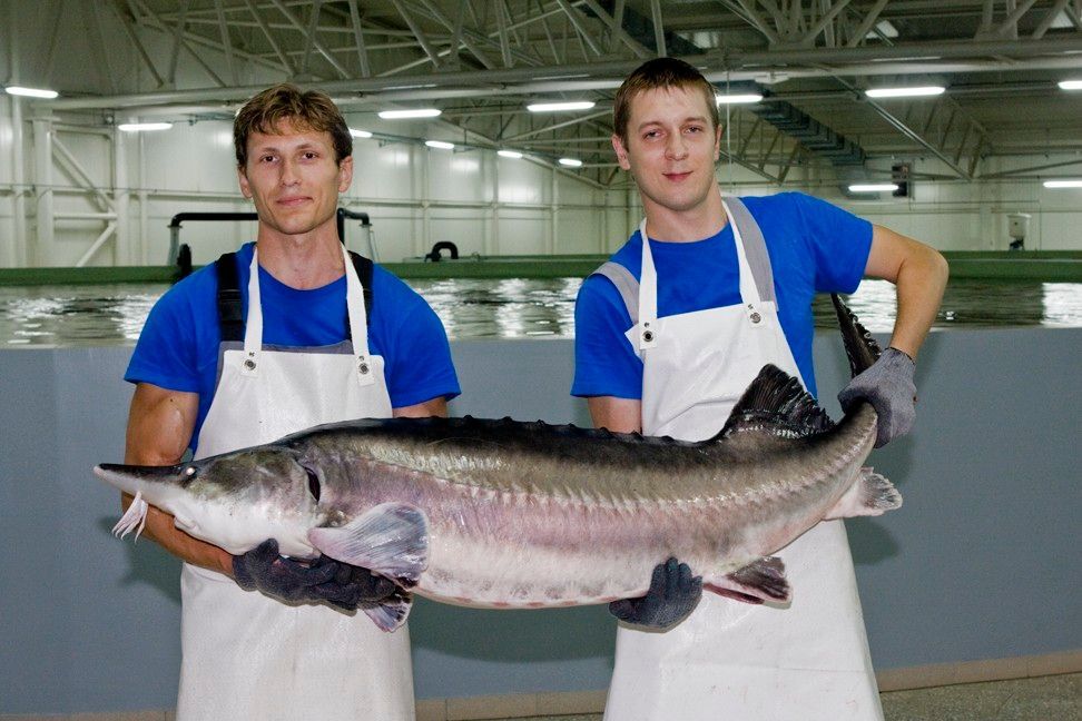 Discover Tiraspol's Aquatir Sturgeon Complex (with black caviar tasting)