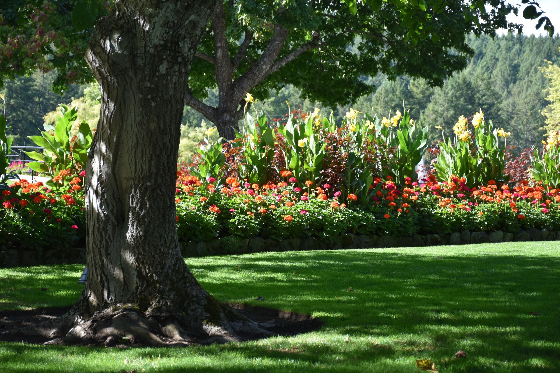 Vibrant tree standing tall in a lush green lawn surrounded by colorful bushes and blooming flowers.