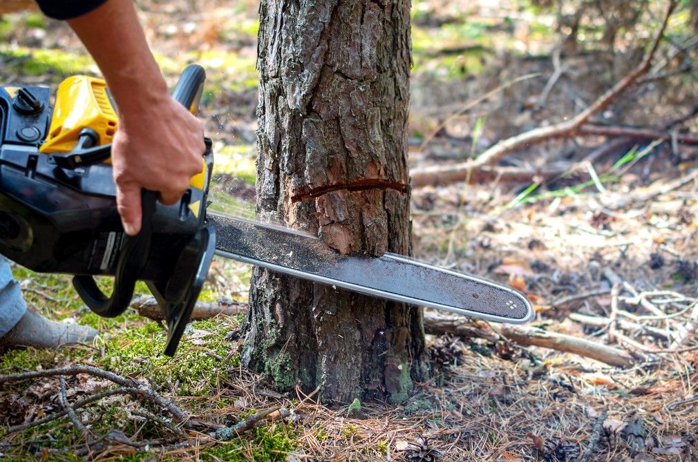 A man wearing protective gear safely operates a chainsaw to cut down a tree in a forest.