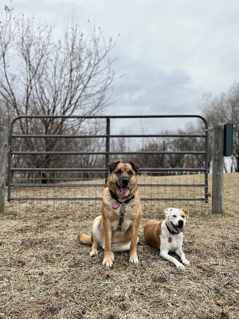 Two dogs are sitting next to each other in front of a fence.