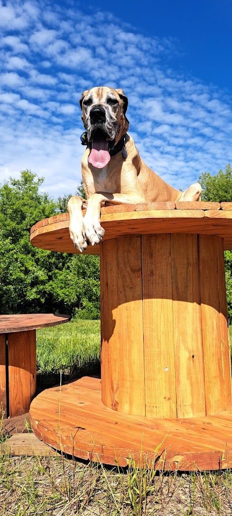 A dog is sitting on top of a wooden spool.