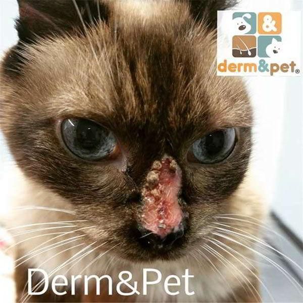 CLÍNICA VETERINARIA DERM & PET